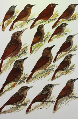 Field_guide_birds_honduras_woodcreepers_ian_griffiths