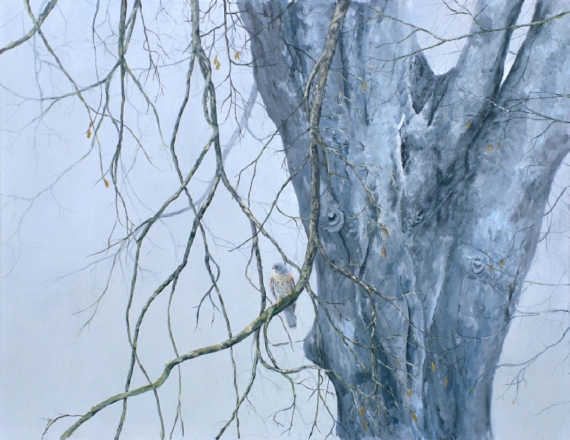 Kestrel_bishops_walk_trelissick_original_painting_by_ian_griffiths