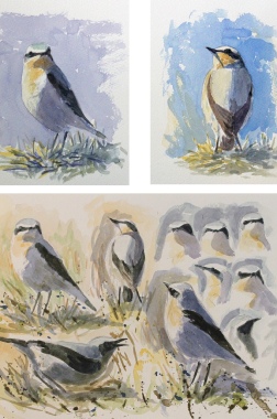 Field_guide_birds_honduras_flycatchers_ian_griffiths